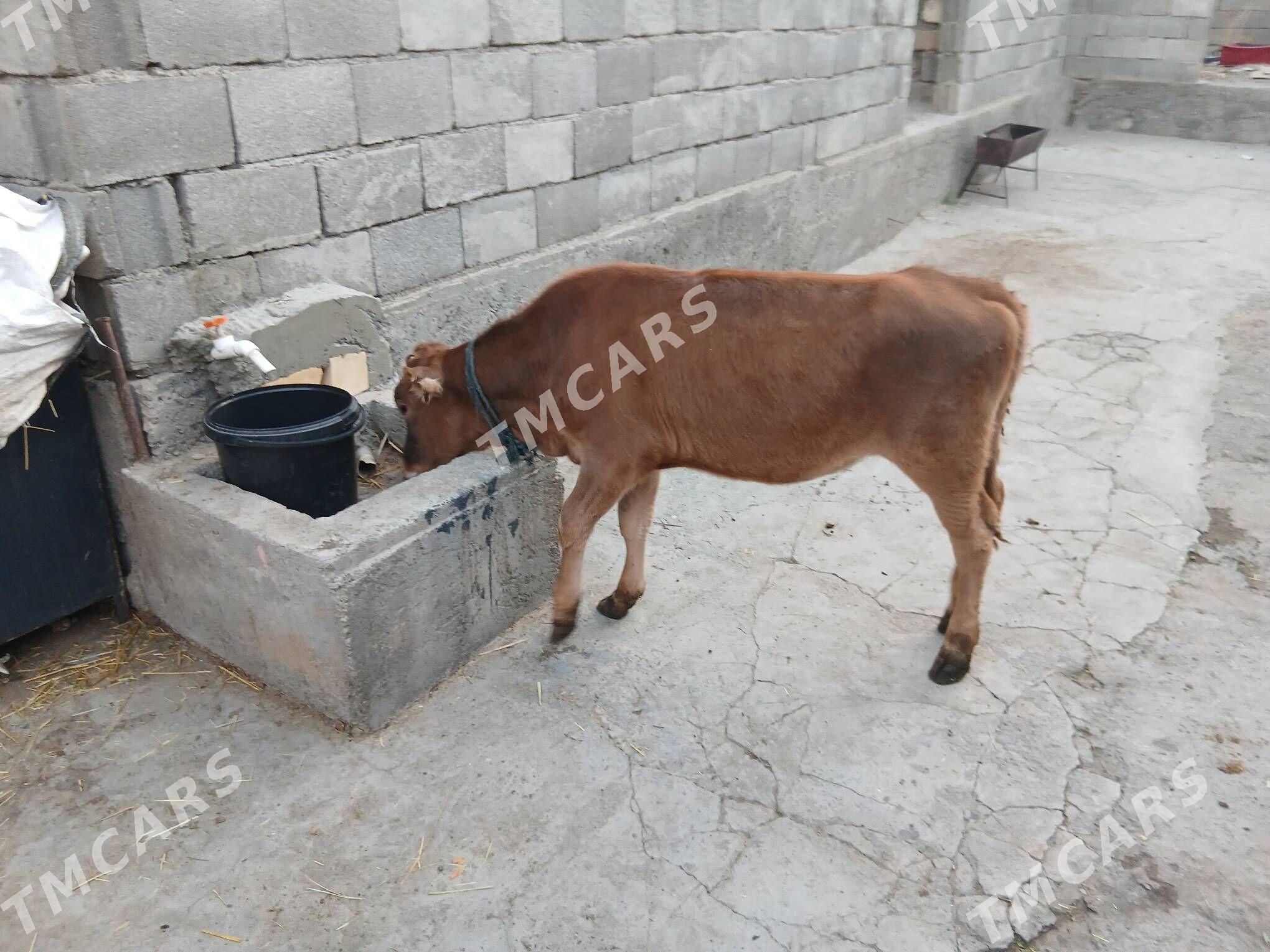 tüwe - Aşgabat - img 1
