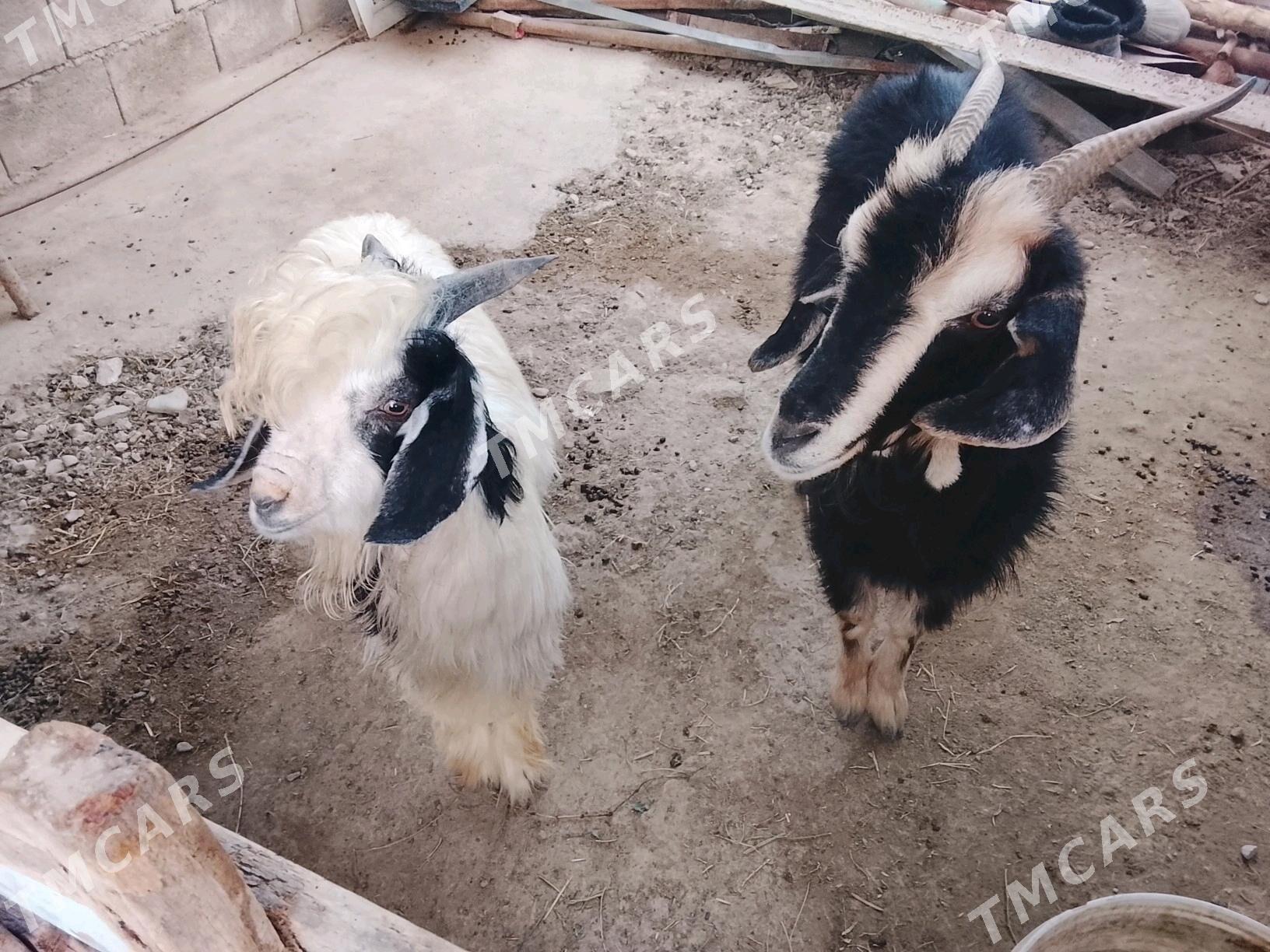 Geci owlakly - Ýaşlyk - img 1