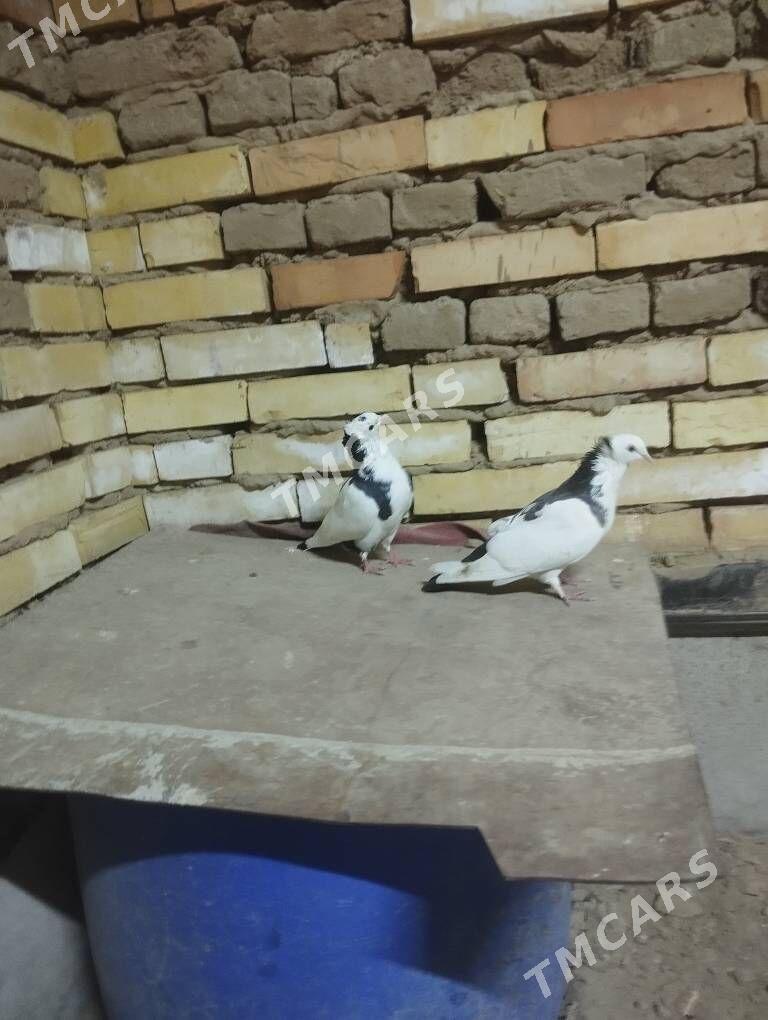 kepderi - Mary - img 2