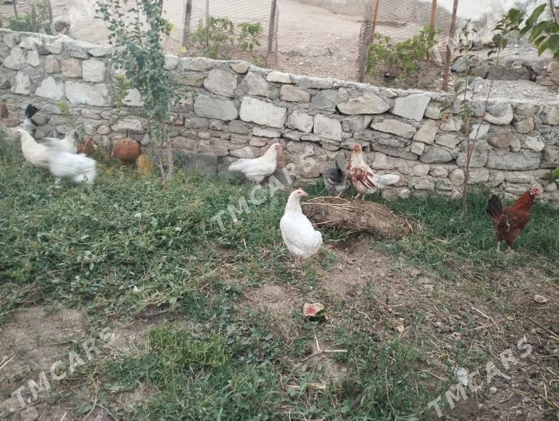 Tawuk - Balkanabat - img 6