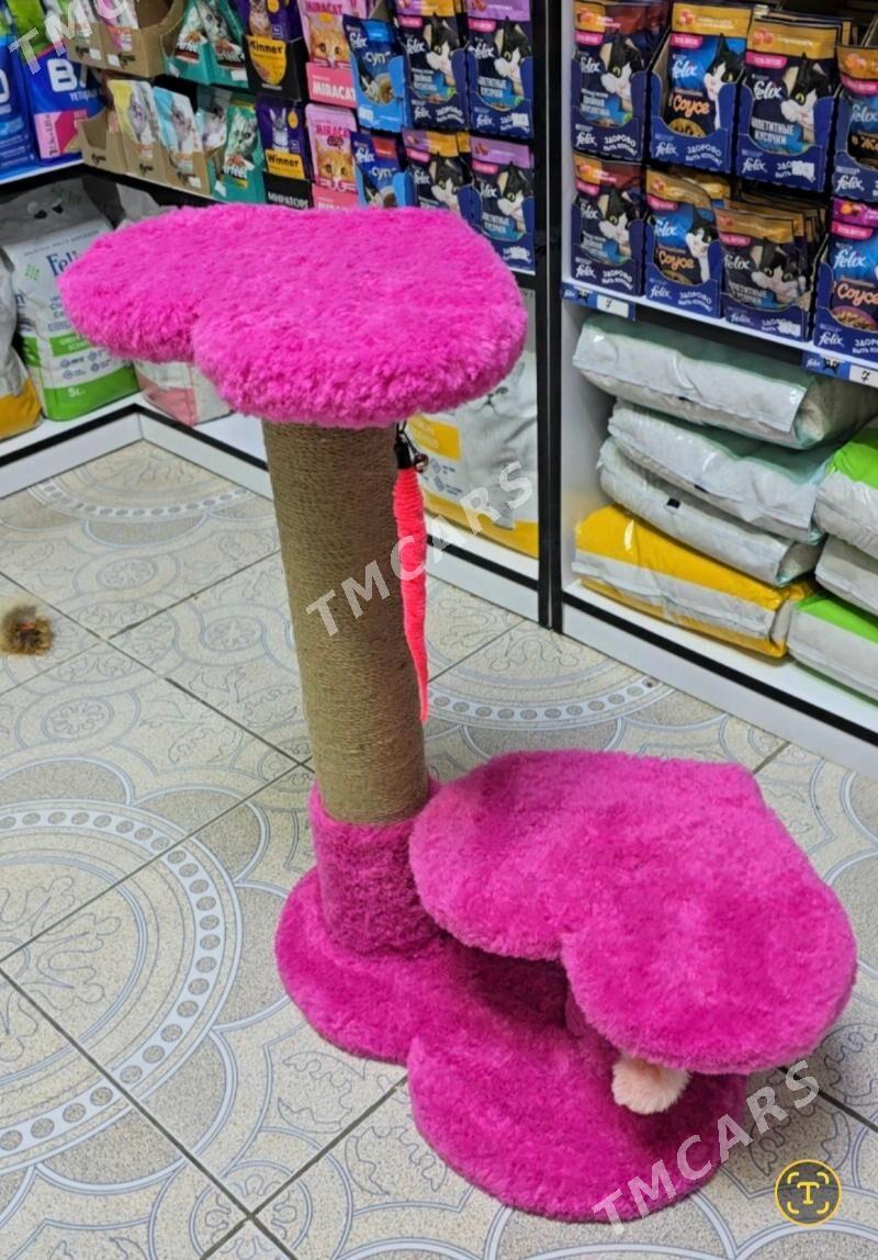 когтеточки - Ашхабад - img 2