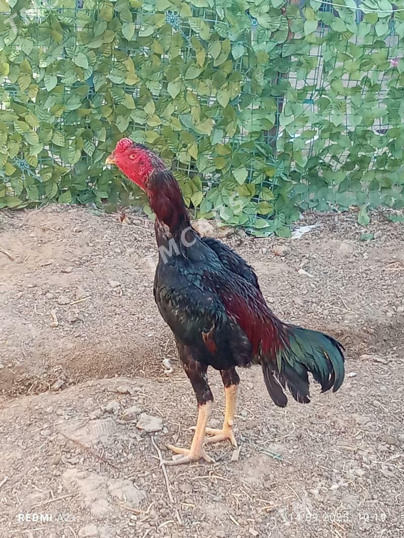 taşkent horaz - Gökje - img 2