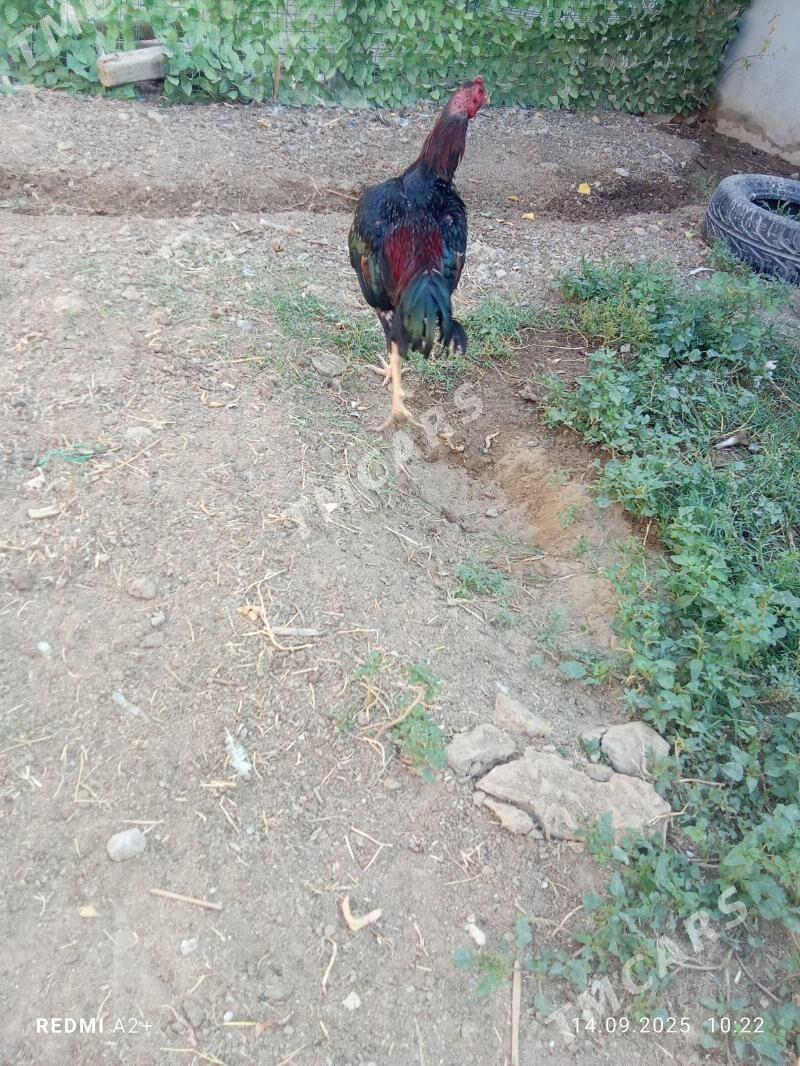 taşkent horaz - Gökje - img 4