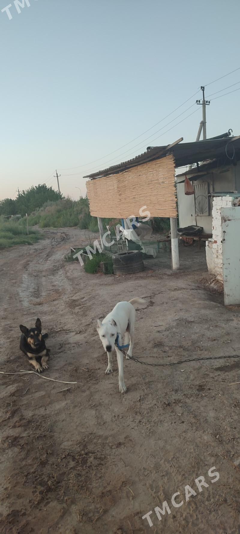 Farap mellek yer Yaş Bag - Farap - img 2