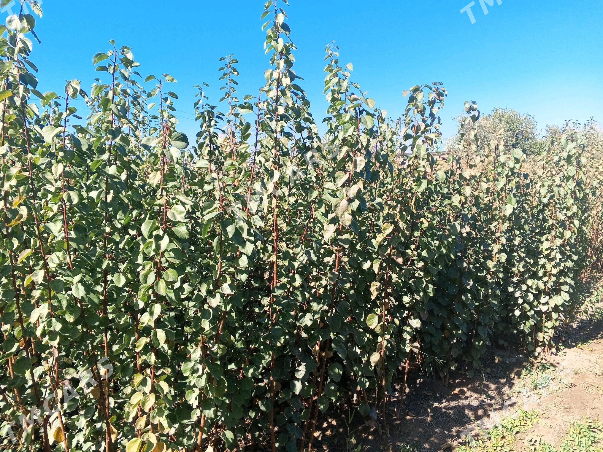 bag nahallar - Шабатский этрап - img 2