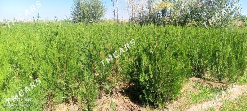 bag nahallar - Шабатский этрап - img 3