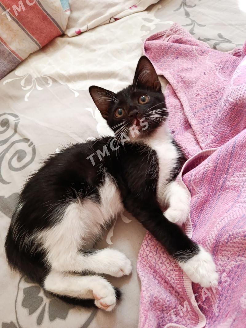 отдам котенка в добрые руки - Ашхабад - img 2