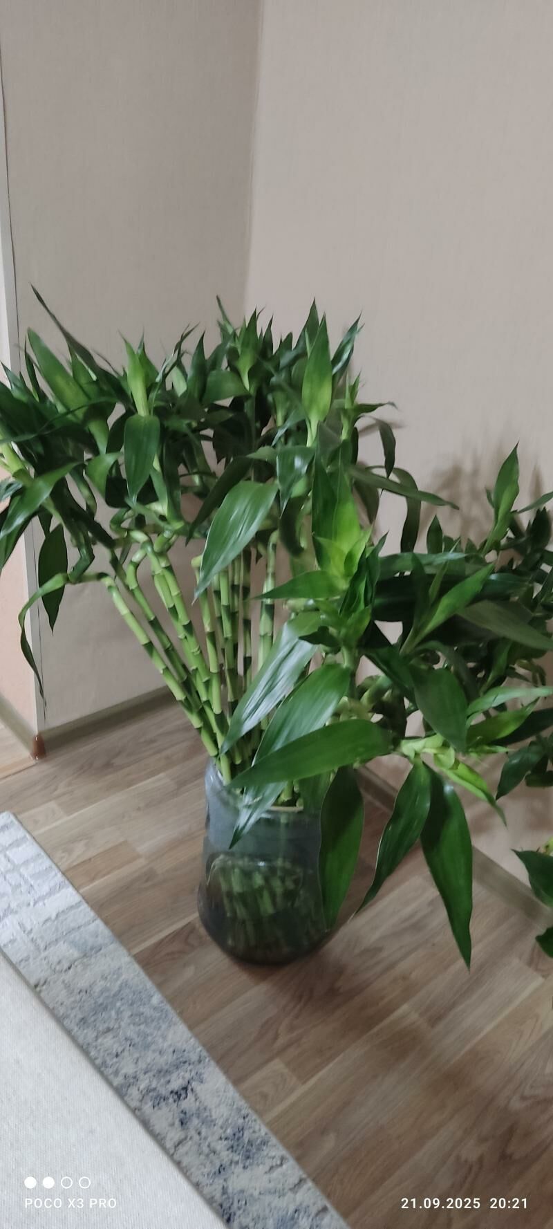 Бамбук: Королевский, китайский - Türkmenbaşy - img 2