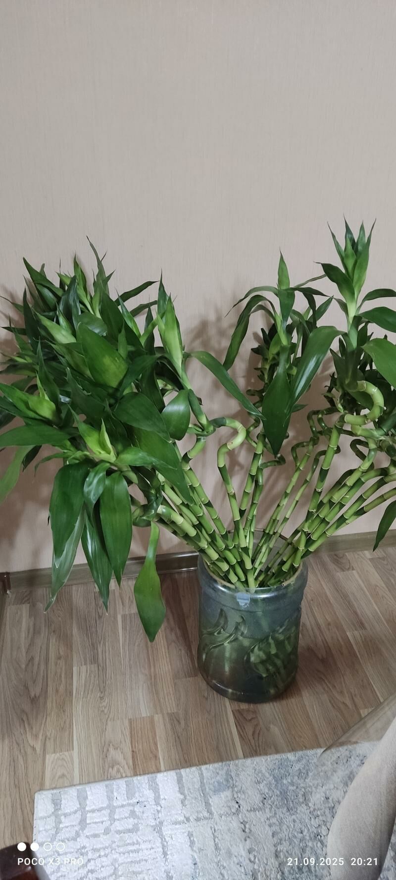 Бамбук: Королевский, китайский - Туркменбаши - img 1