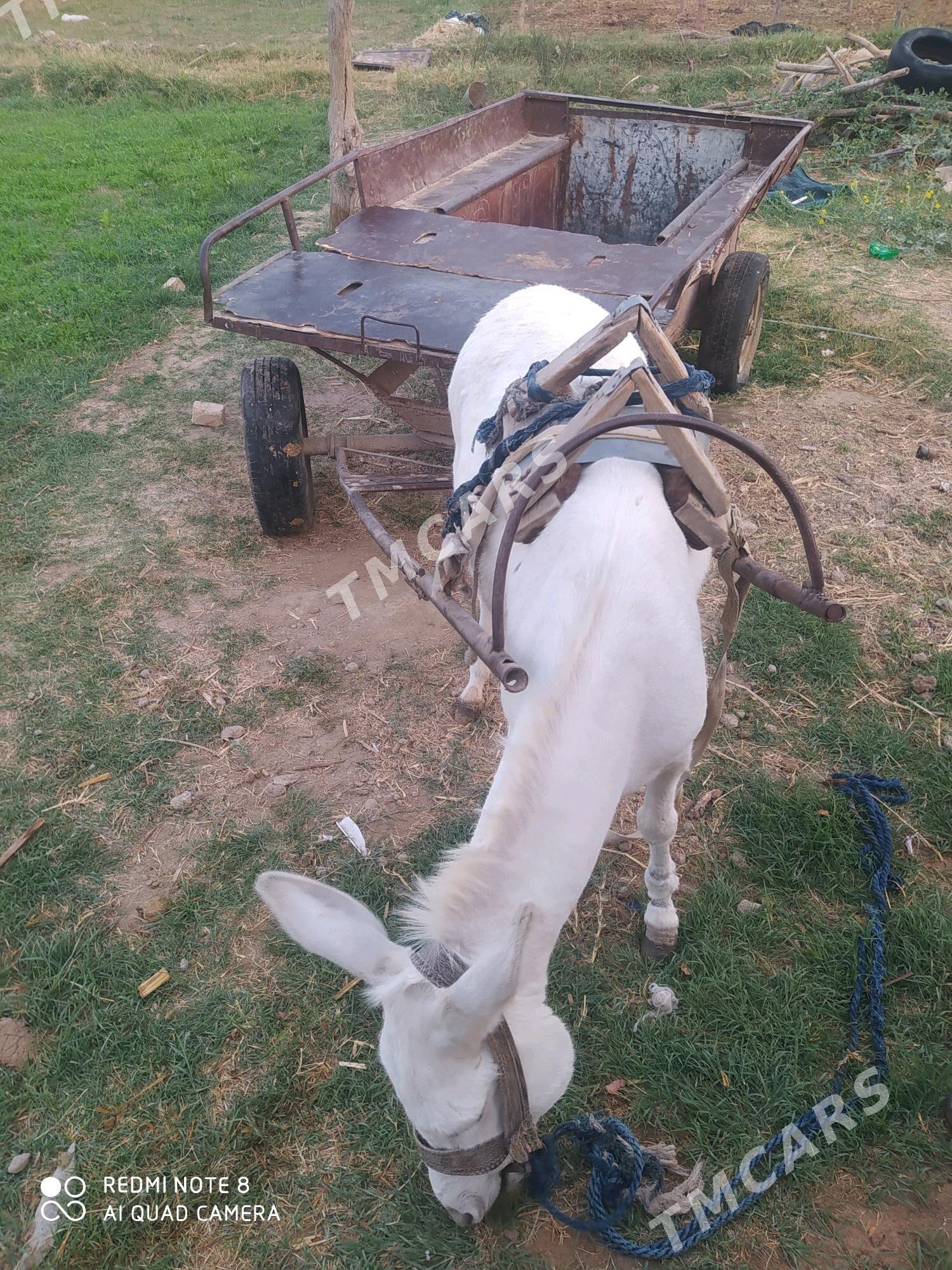 Esek araba bilen - Murgap - img 2