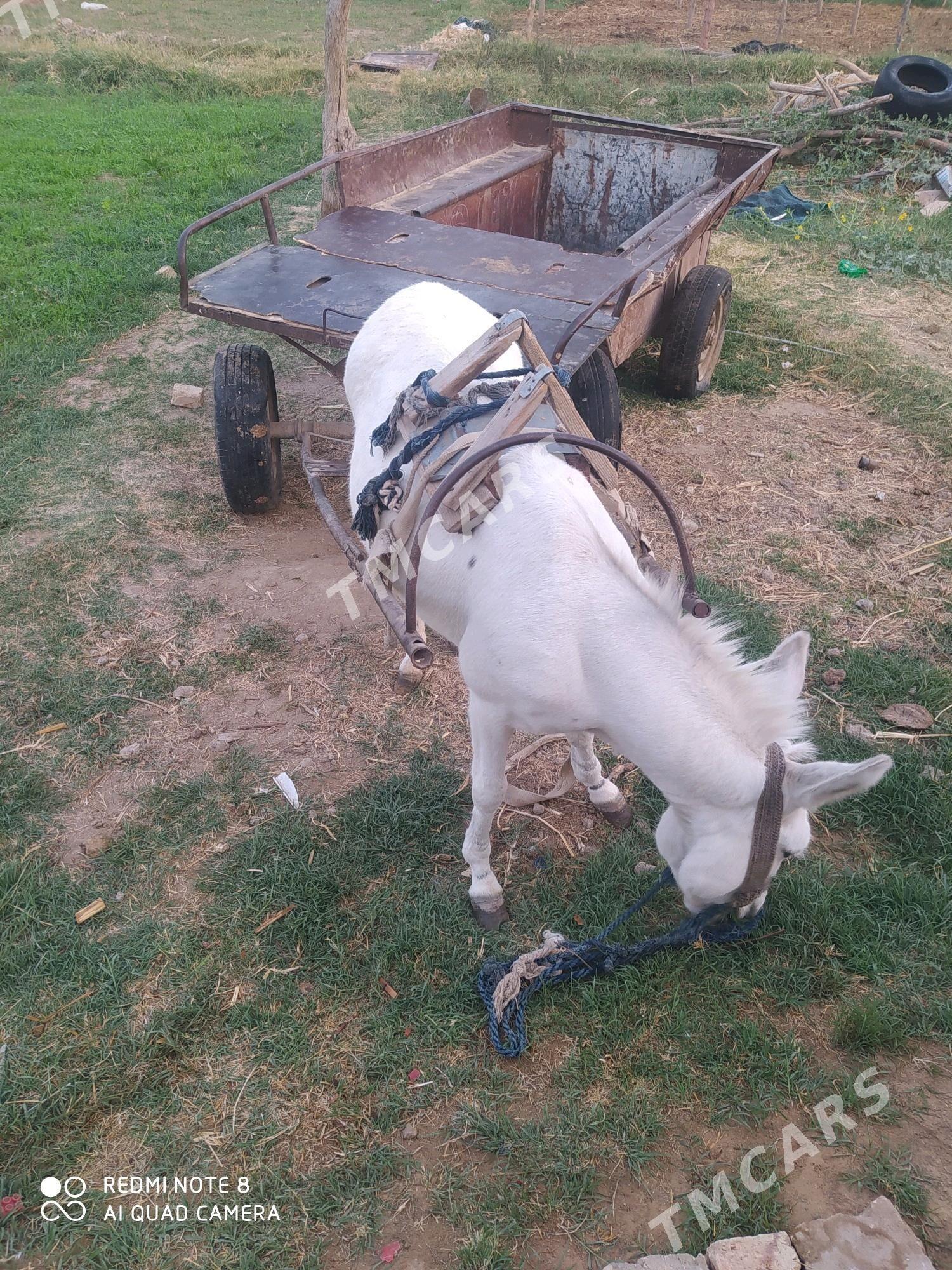 Esek araba bilen - Murgap - img 5