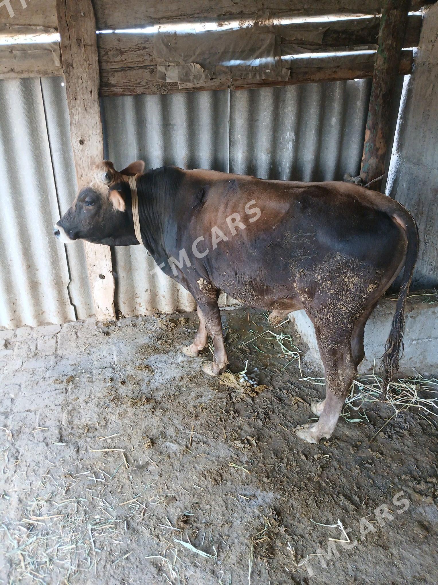 Ökiz - Gökdepe - img 3