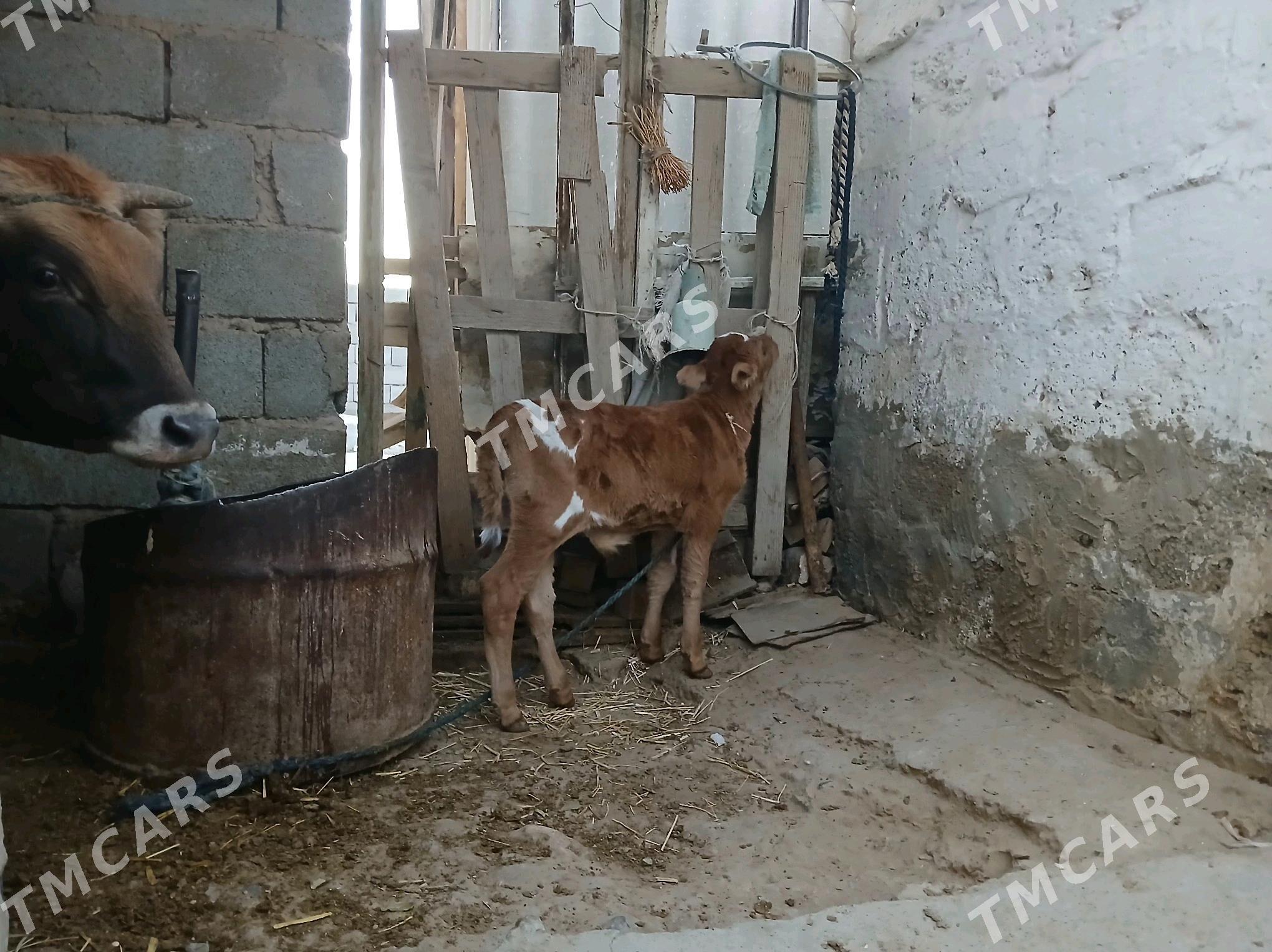 göleli sygyr - Gyzylarbat - img 3
