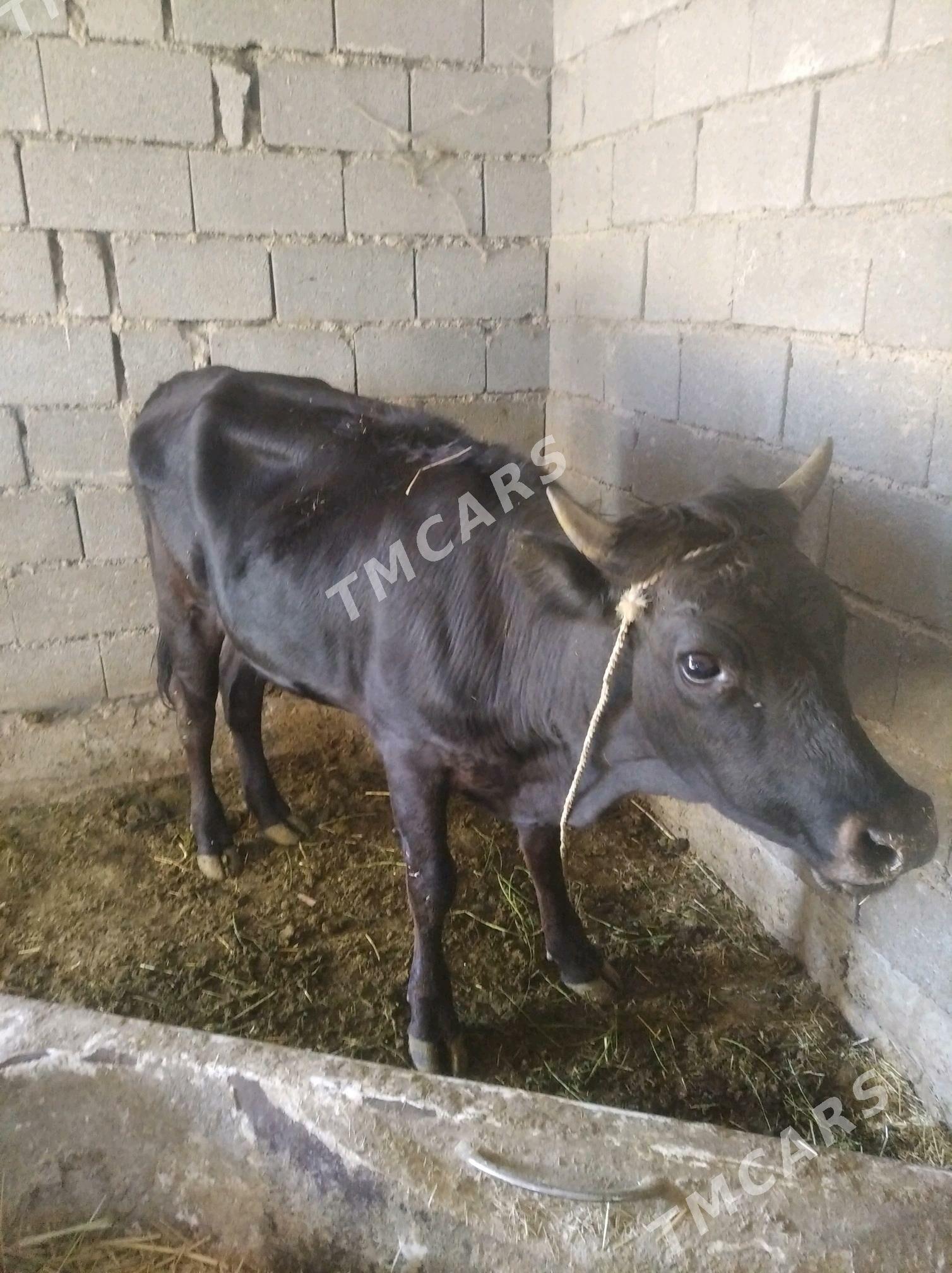 goleli sygyr tuwe - Ak bugdaý etraby - img 4