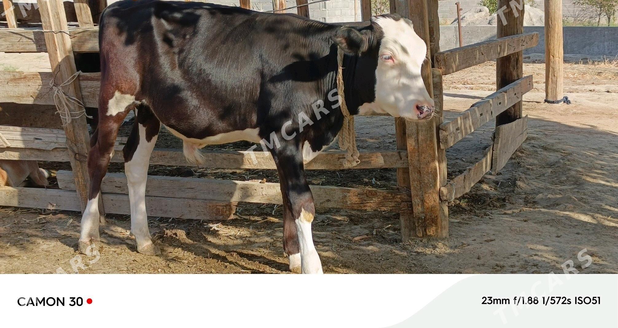 Öküz we Tüwe - Bäherden - img 1