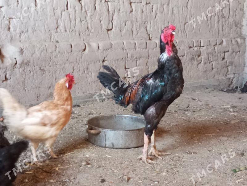 paroda horaz - Şabat etr. - img 2