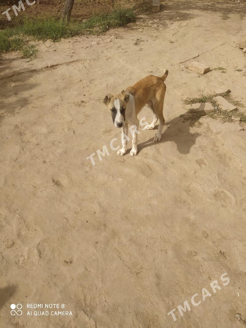 alabaý - Türkmengala - img 1