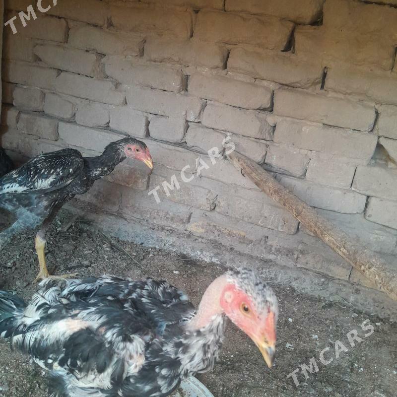 paroda juje - Daşoguz - img 2