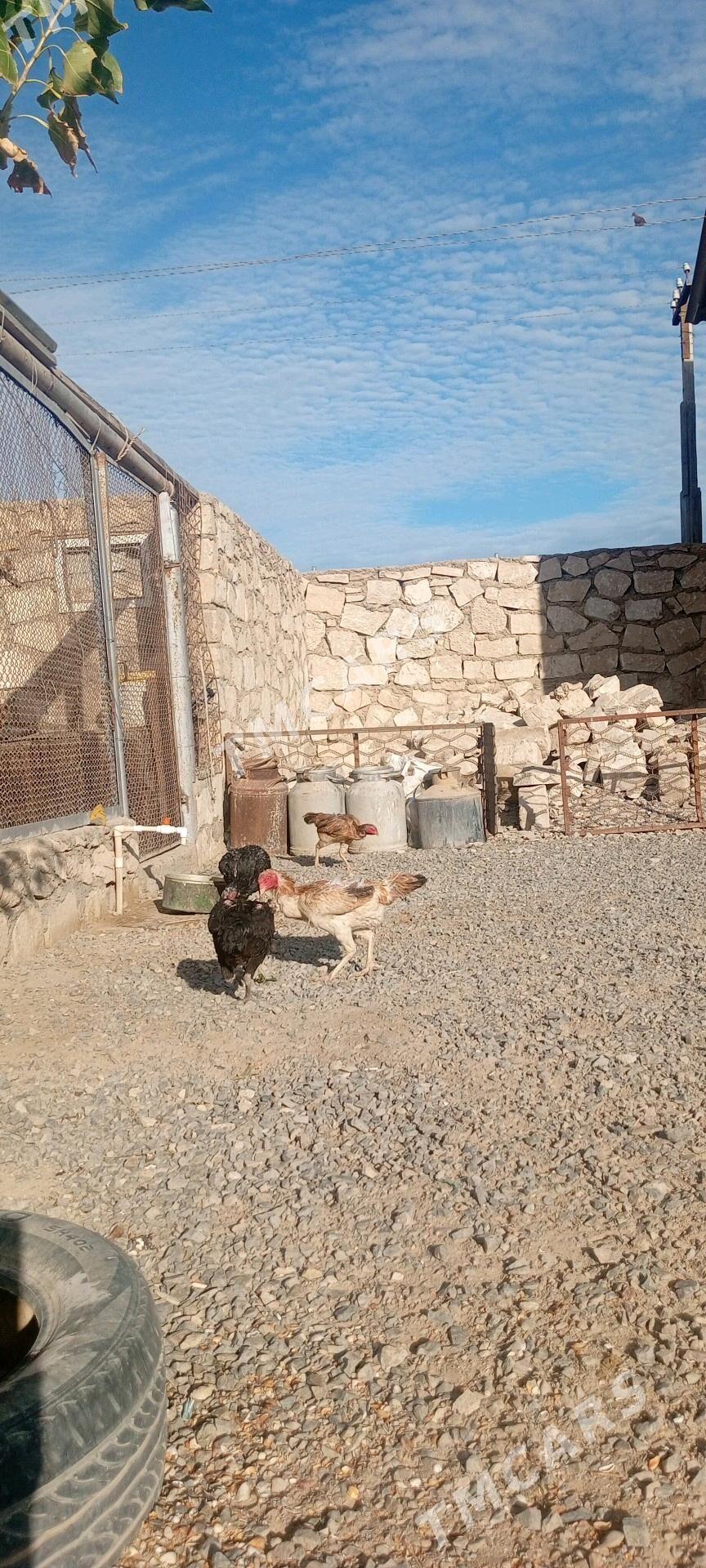 Taşkent - Türkmenbaşy - img 2