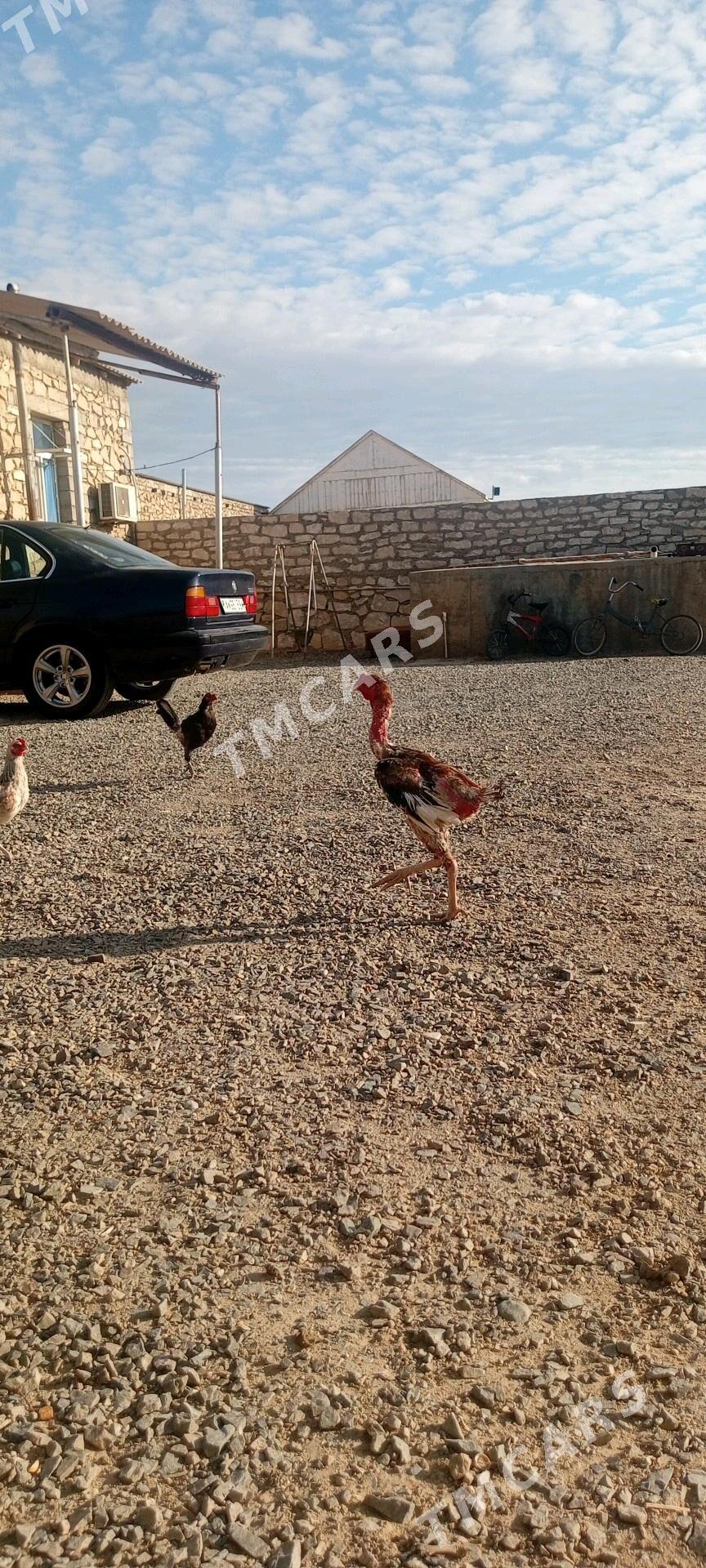 Taşkent - Türkmenbaşy - img 3