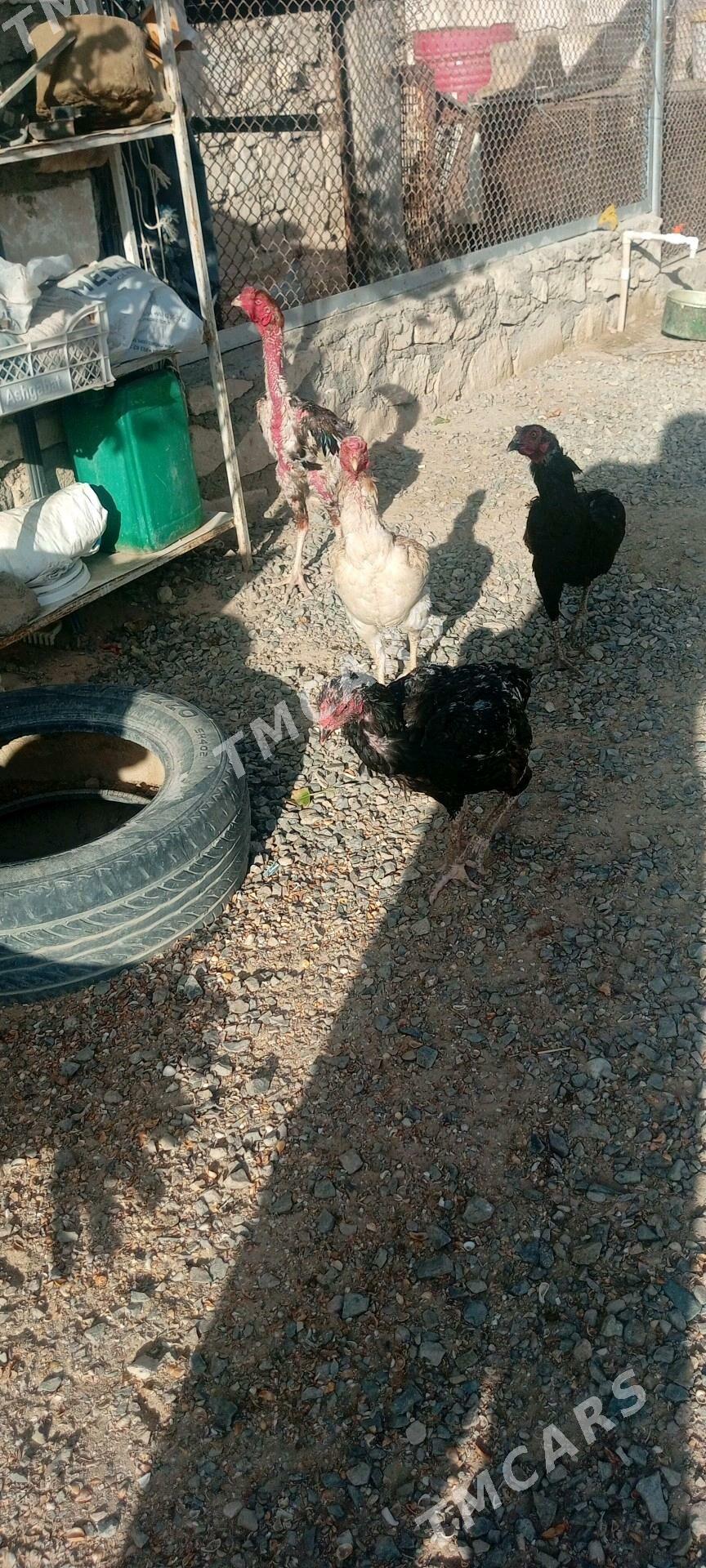 Taşkent - Türkmenbaşy - img 6