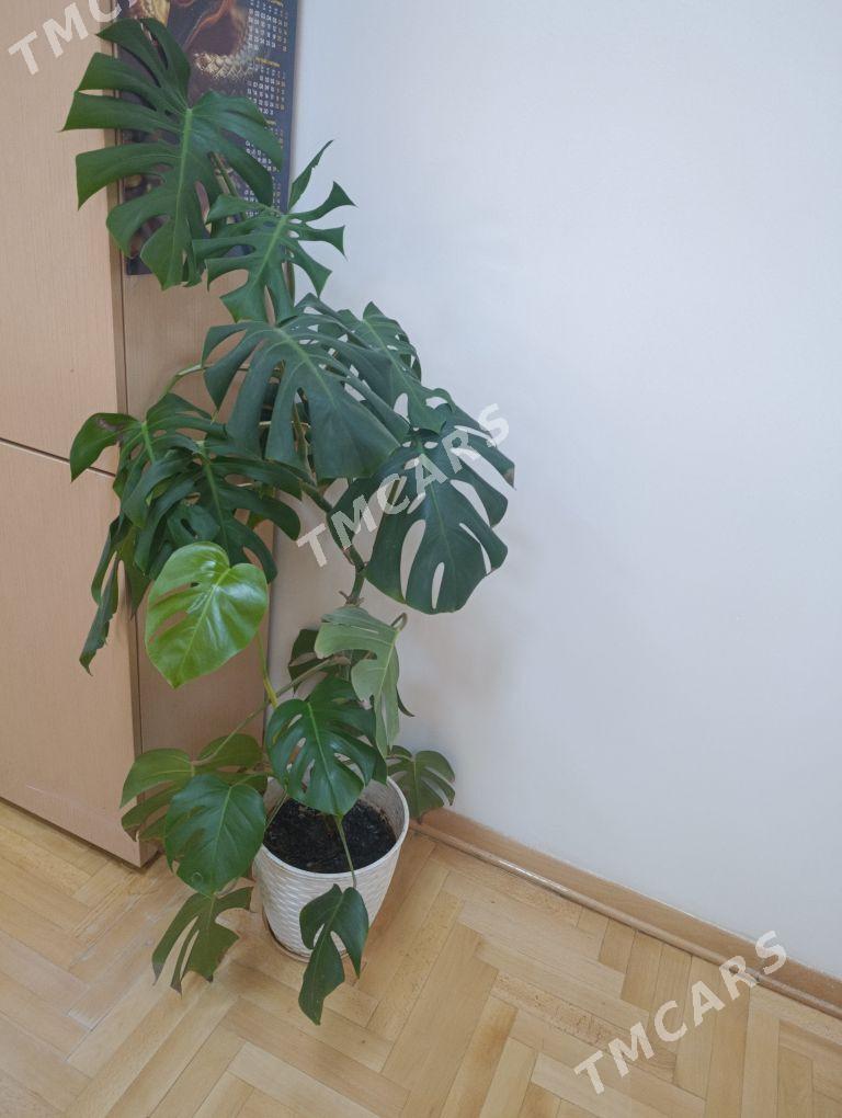 MONSTERA - Ашхабад - img 2