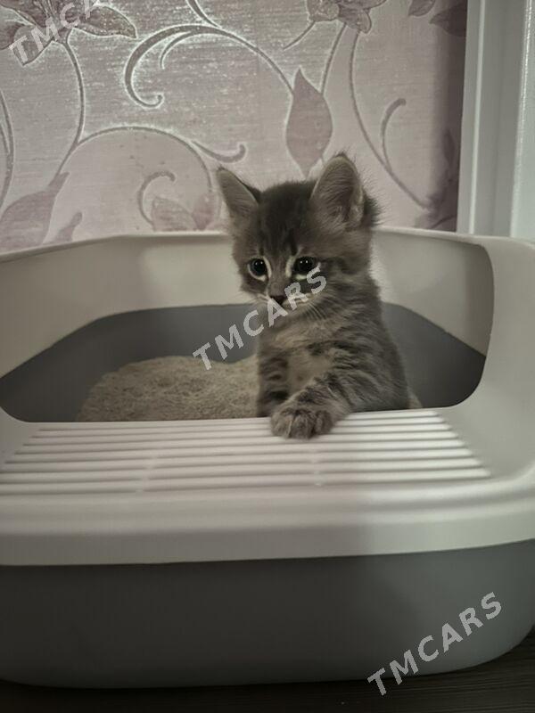 pisjekler - Ашхабад - img 7