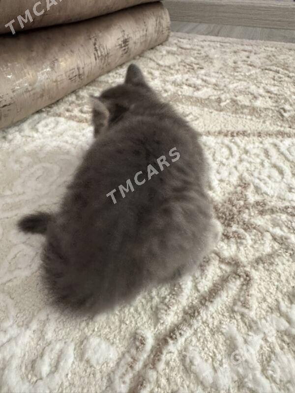 pisjekler - Ашхабад - img 6