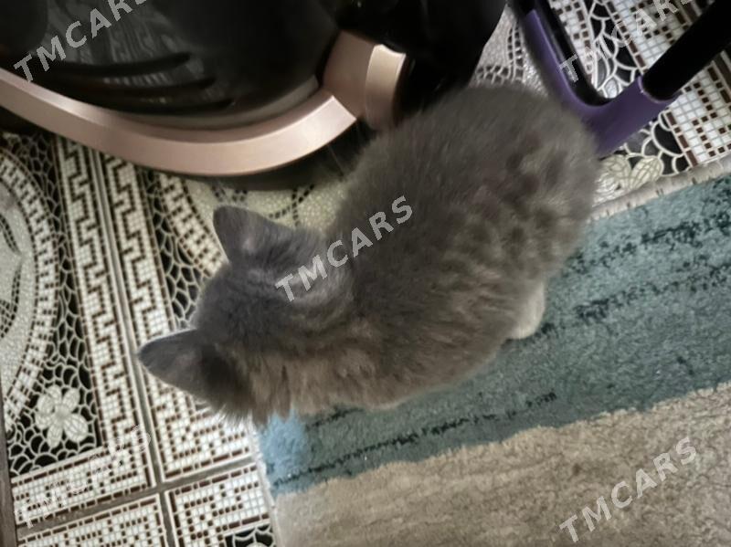 pisjekler - Ашхабад - img 4