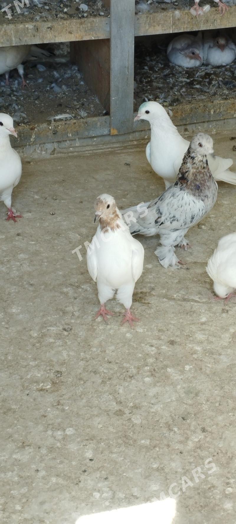 kepderi - Gumdag - img 3