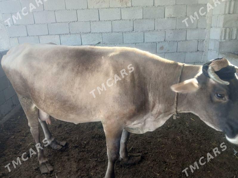 ARASSA SWES SYGYR - Aşgabat - img 3