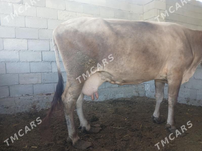 ARASSA SWES SYGYR - Aşgabat - img 2