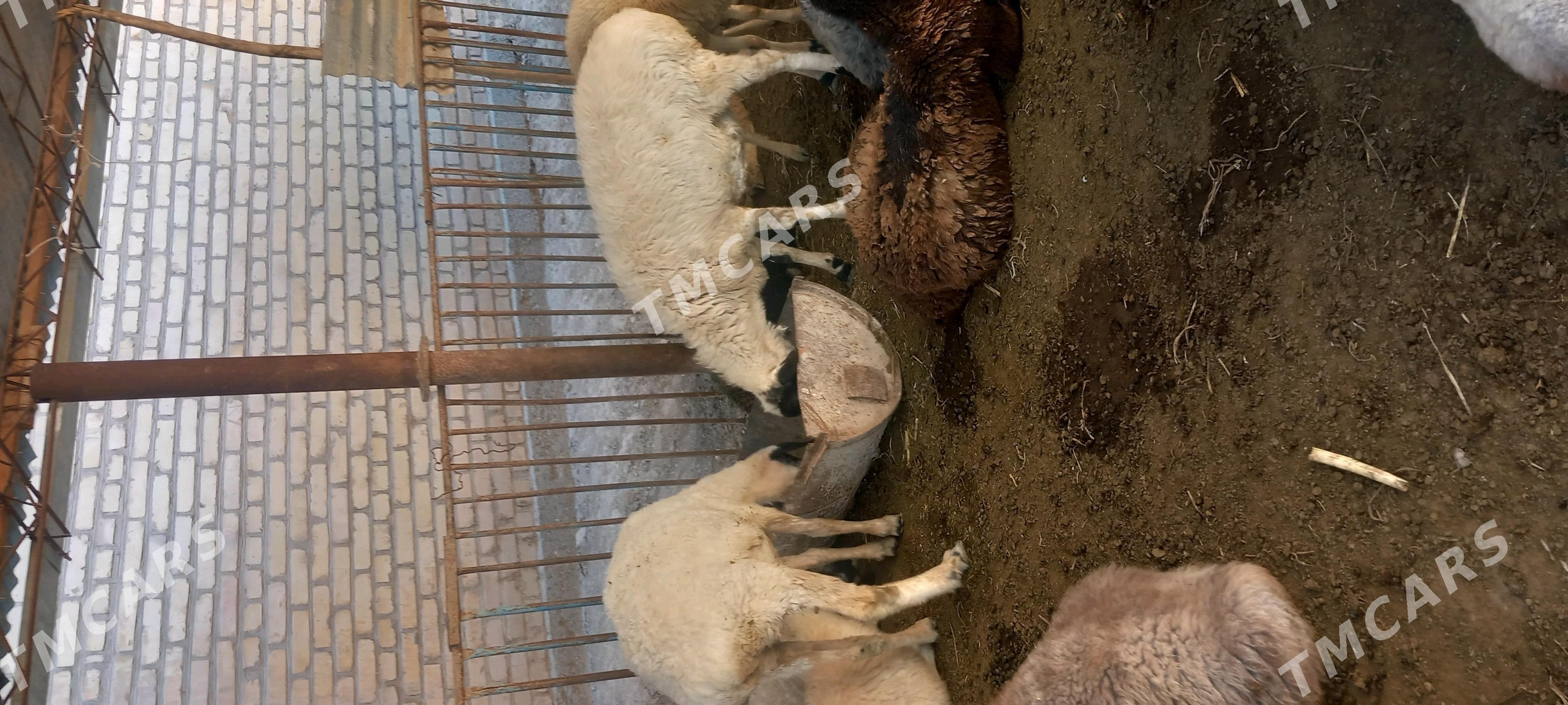 Ak goyunlar - Çärjew - img 5