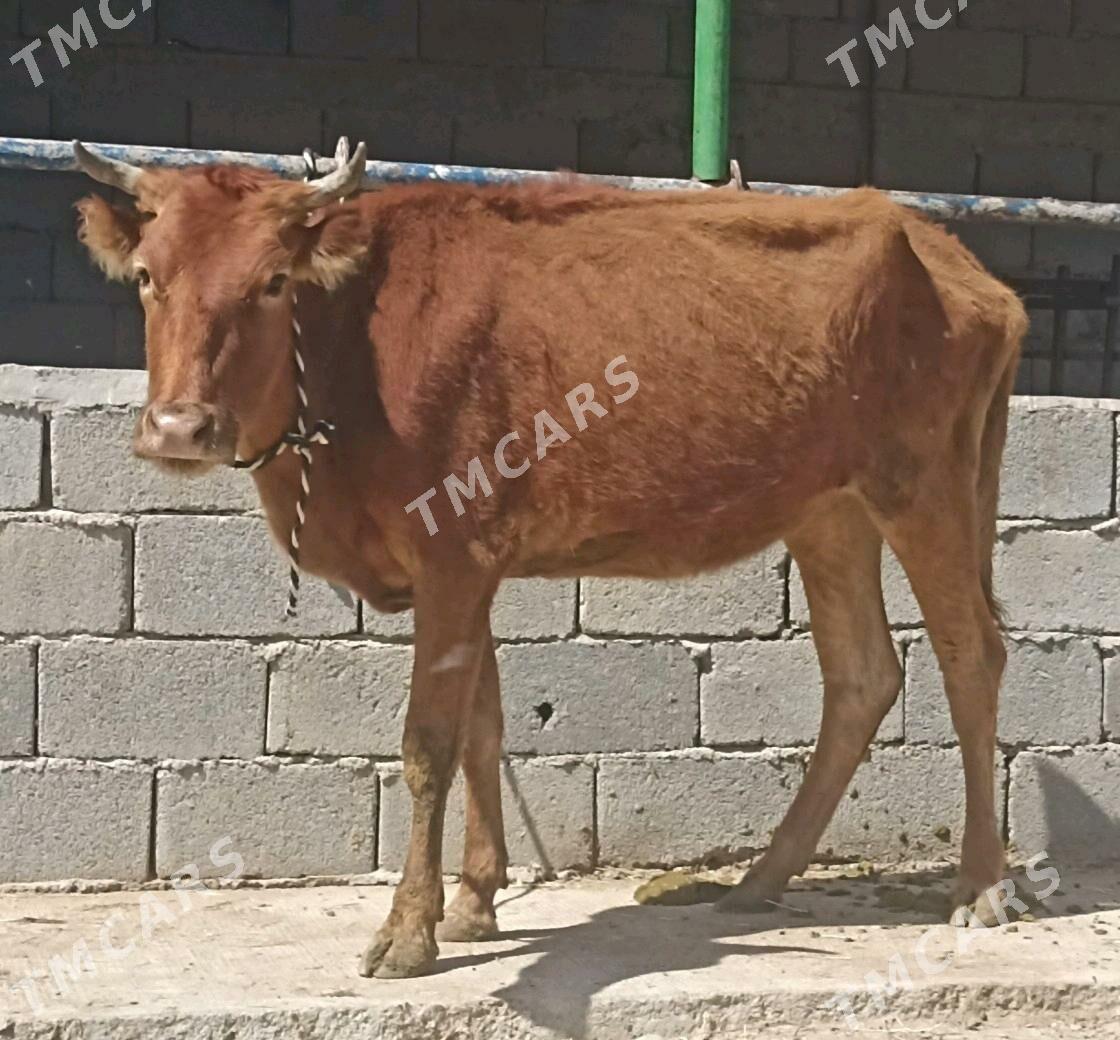 Bakymlyk Tüwe - Gökdepe - img 3