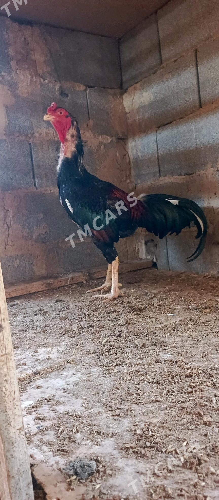 Taşkent horaz - Garadamak - img 2