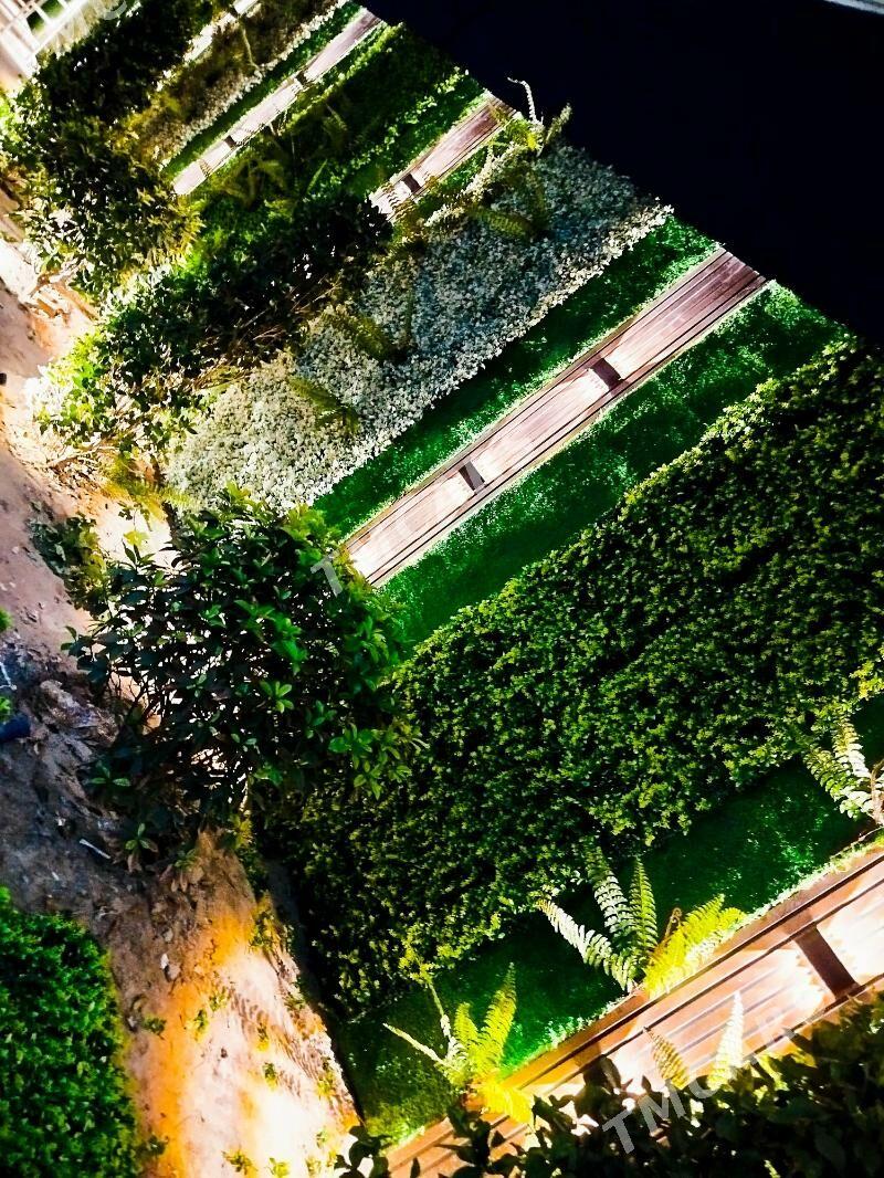 Фиттостена во дворе - Aşgabat - img 1