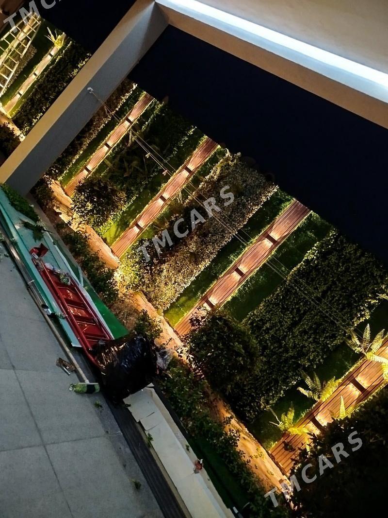 Фиттостена во дворе - Ашхабад - img 2