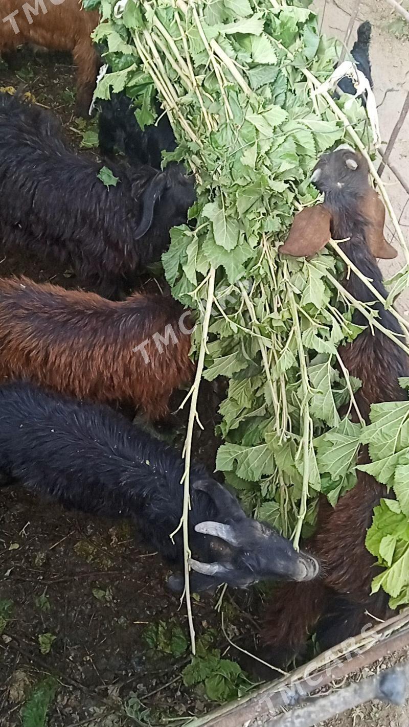 geci - Garabekewül - img 2