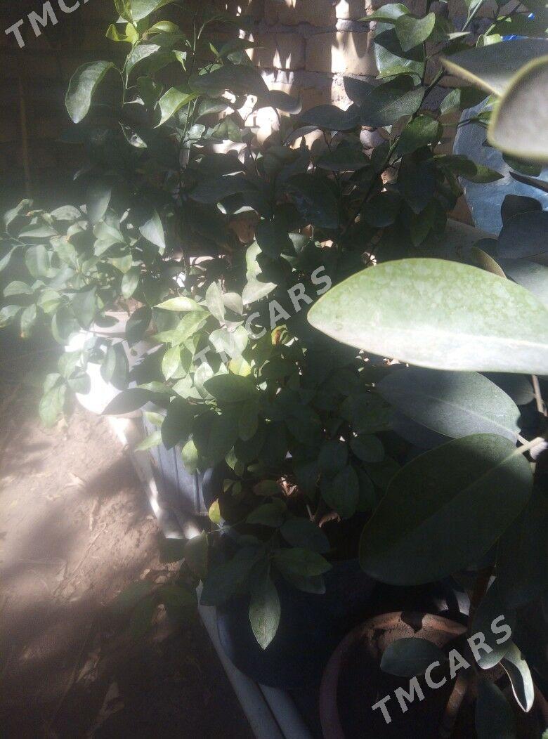 Цветы - Farap - img 3