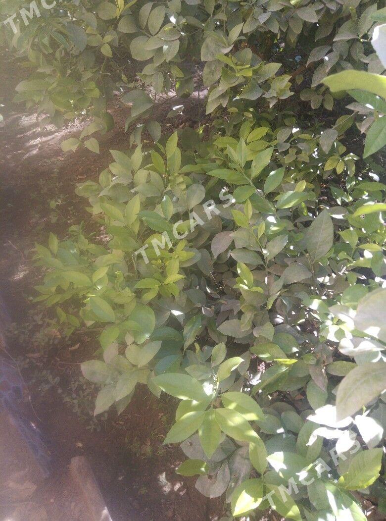 Цветы - Farap - img 1