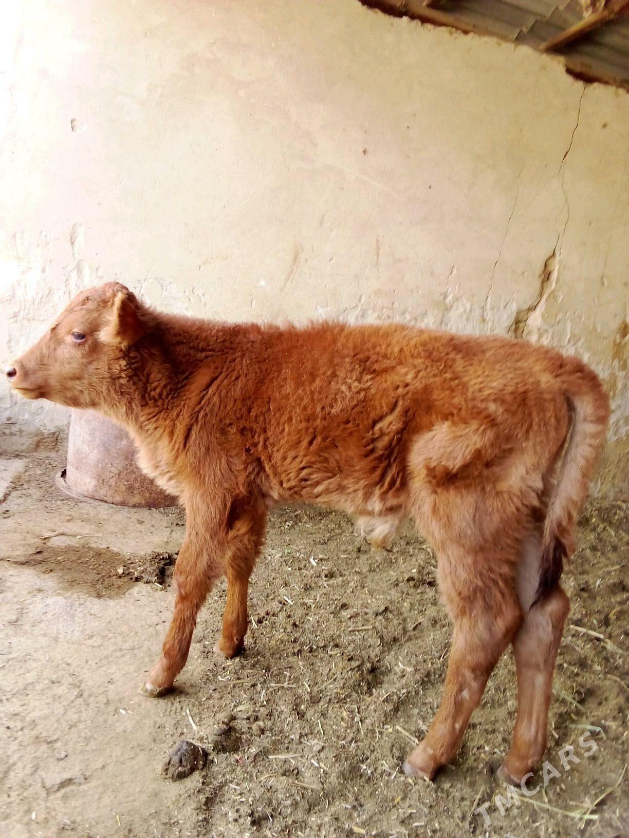 Göle - Mary - img 2