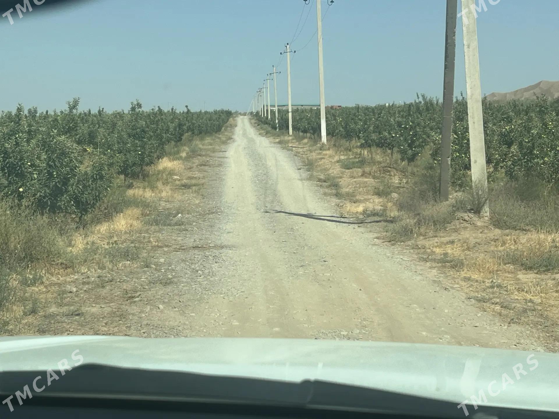 Bagçylyk ýer satlyk - Bäherden - img 2