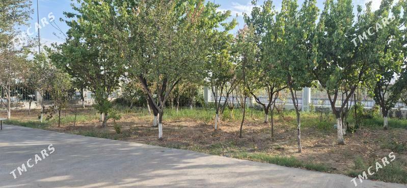 taze zaman kates - Ашхабад - img 4