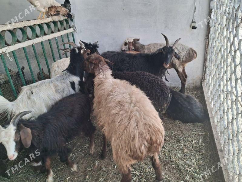 goyyn geci cebiş tokly - Jebel - img 2