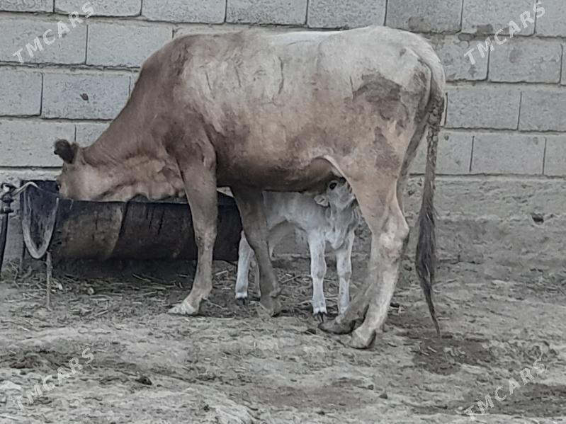 Göleli sygyr - Gyzylarbat - img 2