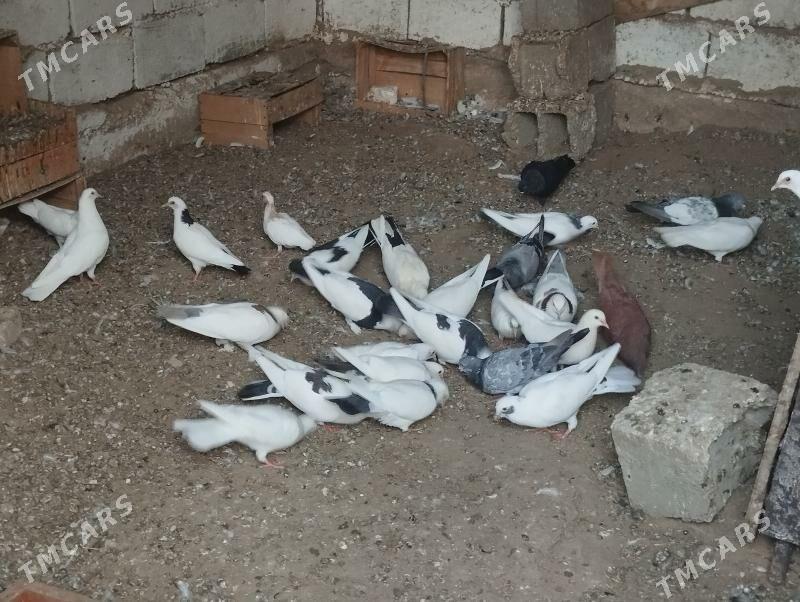 kepderi - Балканабат - img 3