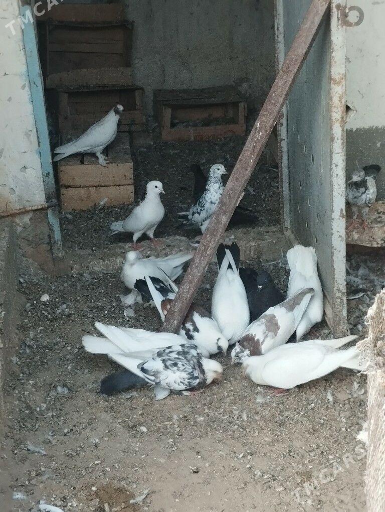 kepderi - Балканабат - img 1