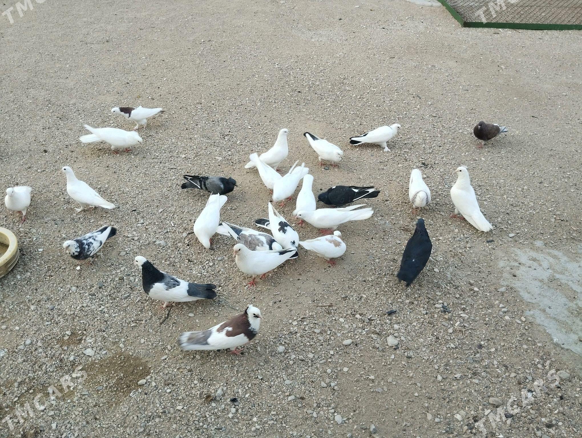 kepderi - Балканабат - img 4