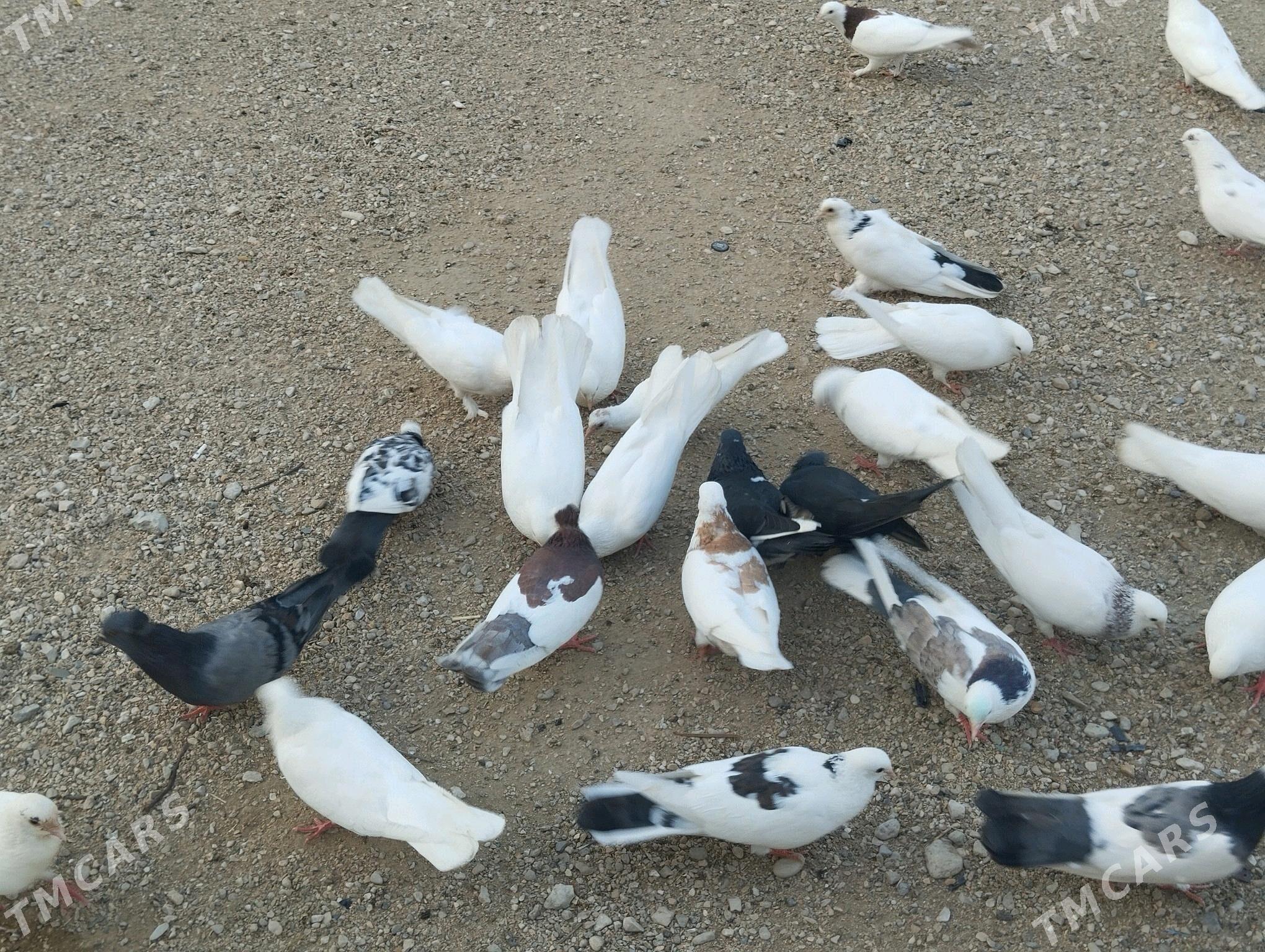 kepderi - Балканабат - img 5