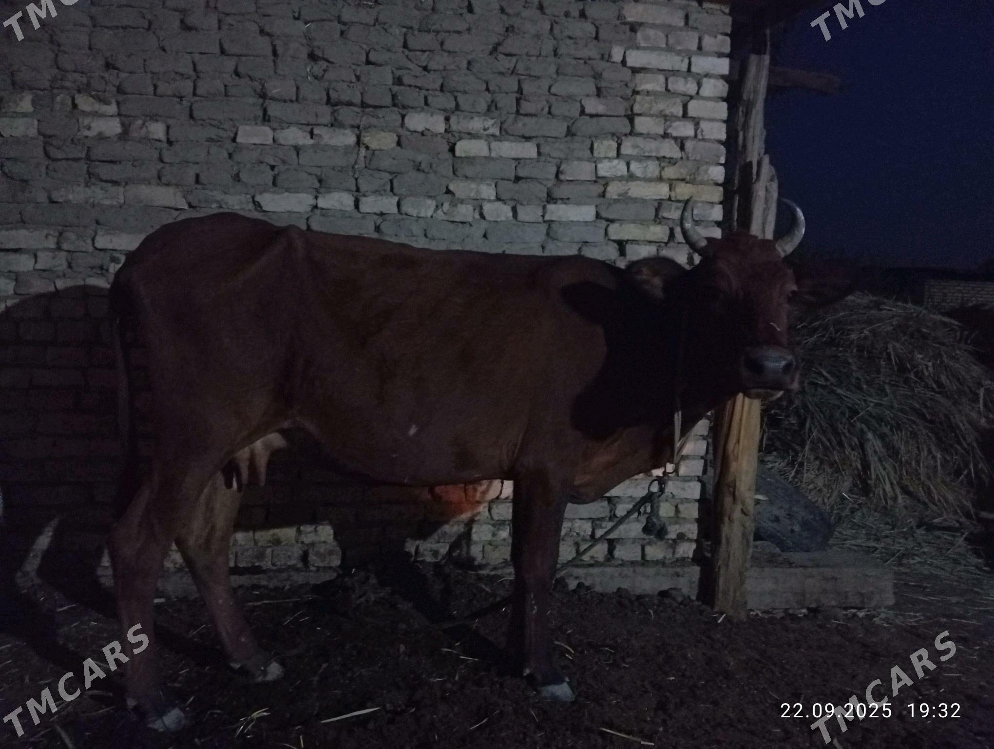 YEKETAR SYGYR - Murgap - img 2